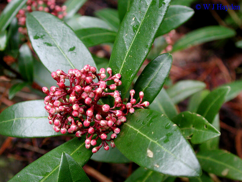 SKIMMIA
